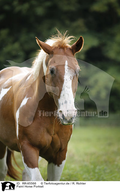Paint Horse Portrait / RR-85566