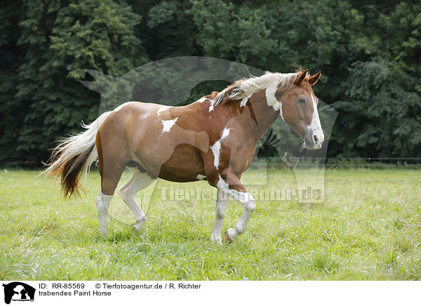 trabendes Paint Horse / RR-85569