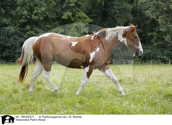 trabendes Paint Horse / RR-85571
