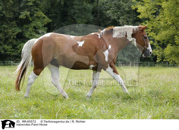 trabendes Paint Horse / RR-85572