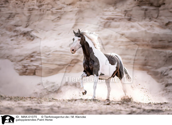 galoppierendes Paint Horse / MAK-01075
