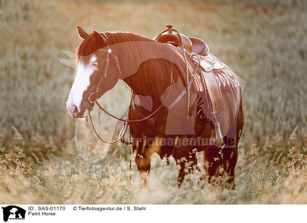 Paint Horse / SAS-01170