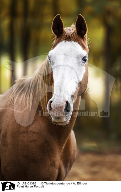 Paint Horse Portrait / AE-01382