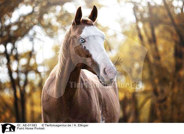Paint Horse Portrait / AE-01383