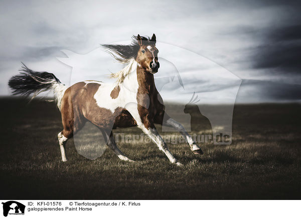 galoppierendes Paint Horse / KFI-01576