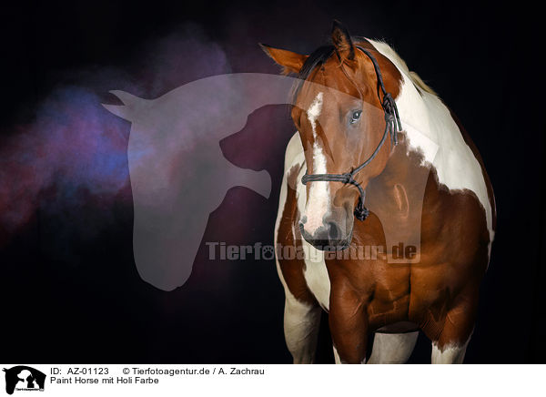 Paint Horse mit Holi Farbe / AZ-01123
