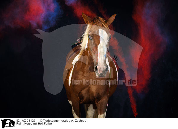 Paint Horse mit Holi Farbe / AZ-01126