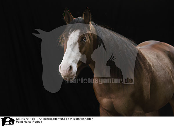 Paint Horse Portrait / Paint Horse Portrait / PB-01155
