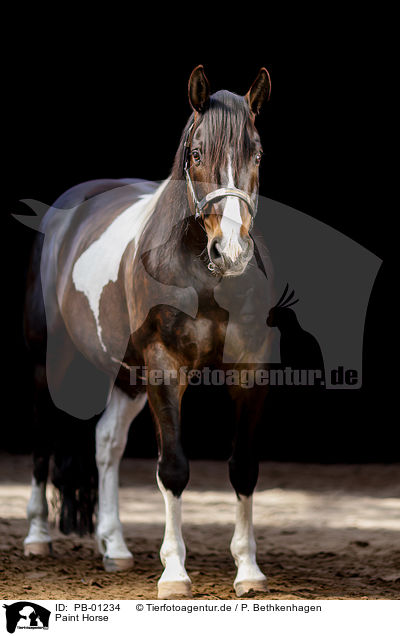 Paint Horse / PB-01234