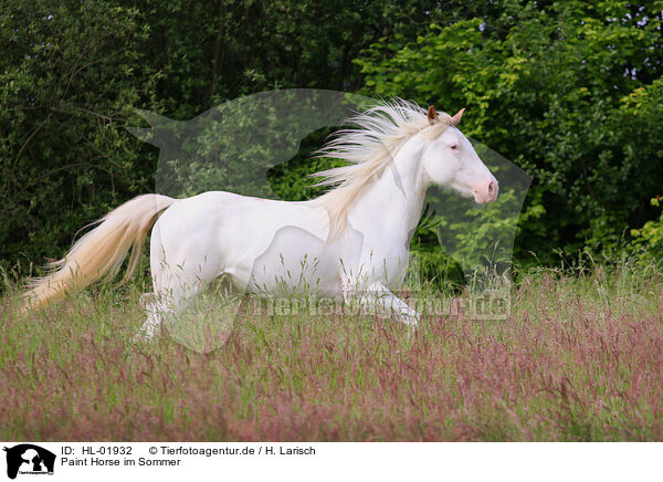 Paint Horse im Sommer / Paint Horse in summer / HL-01932