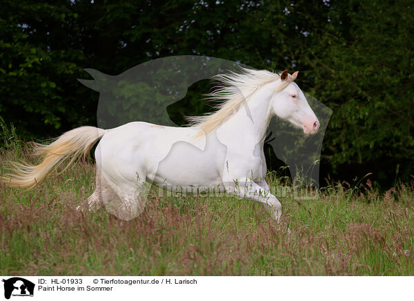 Paint Horse im Sommer / HL-01933