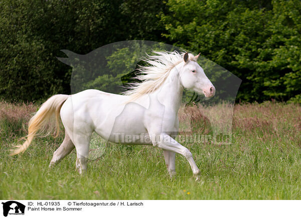 Paint Horse im Sommer / Paint Horse in summer / HL-01935