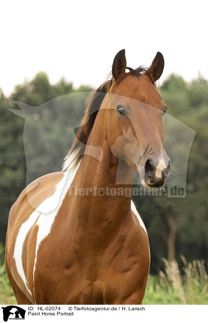 Paint Horse Portrait / HL-02074