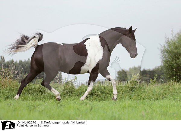 Paint Horse im Sommer / HL-02076