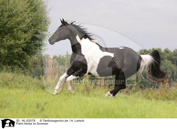 Paint Horse im Sommer / Paint Horse in summer / HL-02078