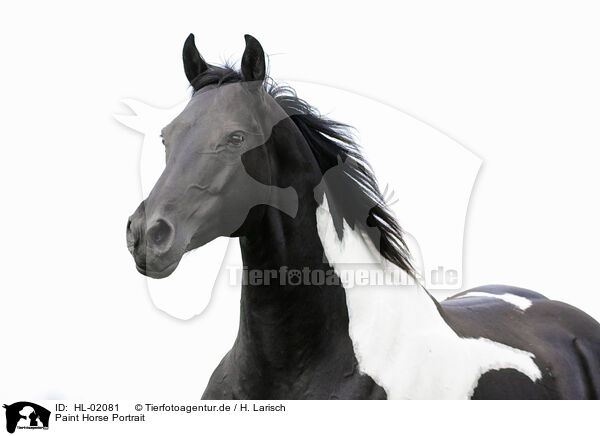 Paint Horse Portrait / HL-02081