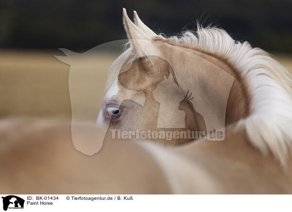 Paint Horse / BK-01434