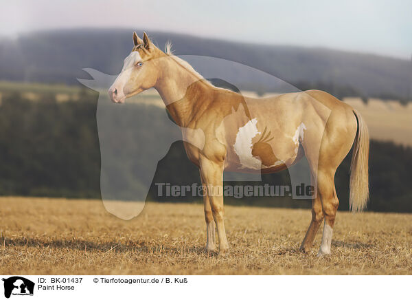 Paint Horse / BK-01437