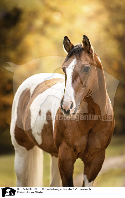 Paint Horse Stute / Paint Horse mare / VJ-04653