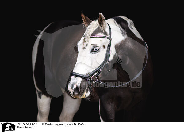 Paint Horse / Paint Horse / BK-02702