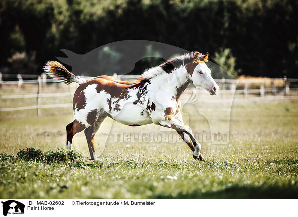 Paint Horse / Paint Horse / MAB-02602