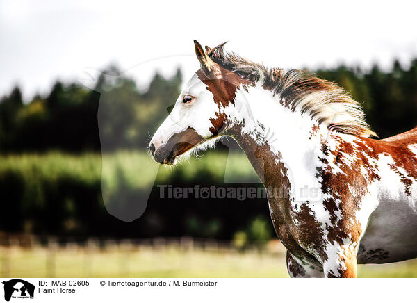 Paint Horse / Paint Horse / MAB-02605