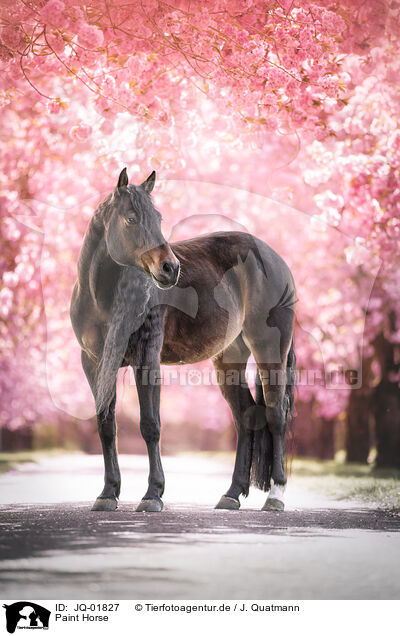 Paint Horse / Paint Horse / JQ-01827