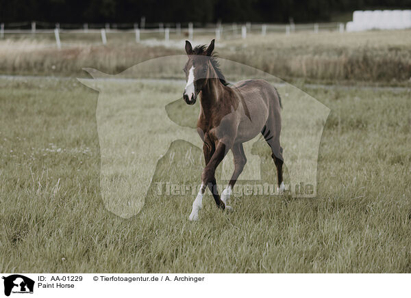 Paint Horse / Paint Horse / AA-01229