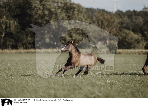 Paint Horse / Paint Horse / AA-01232
