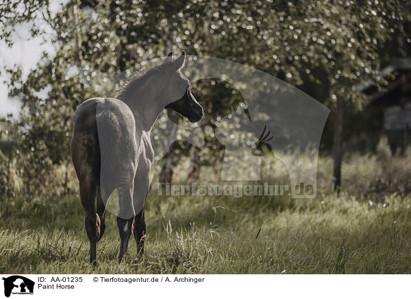 Paint Horse / Paint Horse / AA-01235