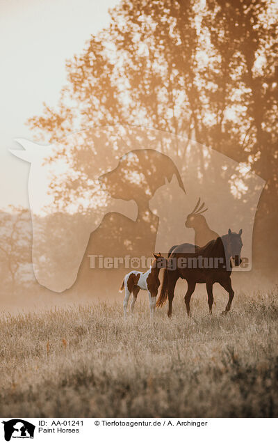 Paint Horses / Paint Horses / AA-01241