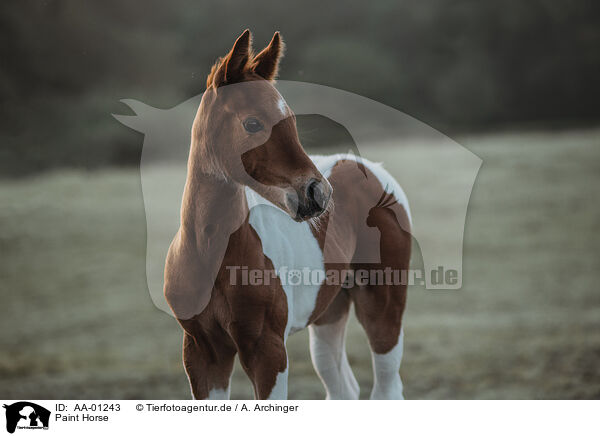 Paint Horse / Paint Horse / AA-01243