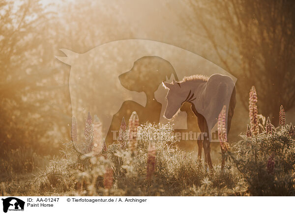 Paint Horse / Paint Horse / AA-01247