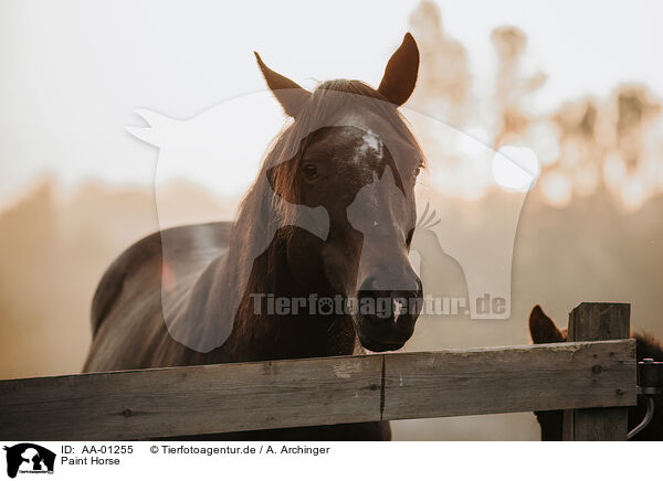 Paint Horse / Paint Horse / AA-01255