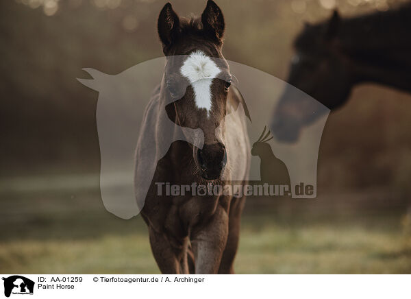 Paint Horse / Paint Horse / AA-01259