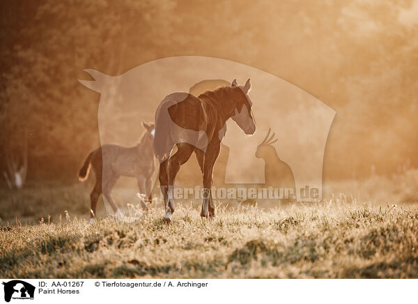 Paint Horses / Paint Horses / AA-01267
