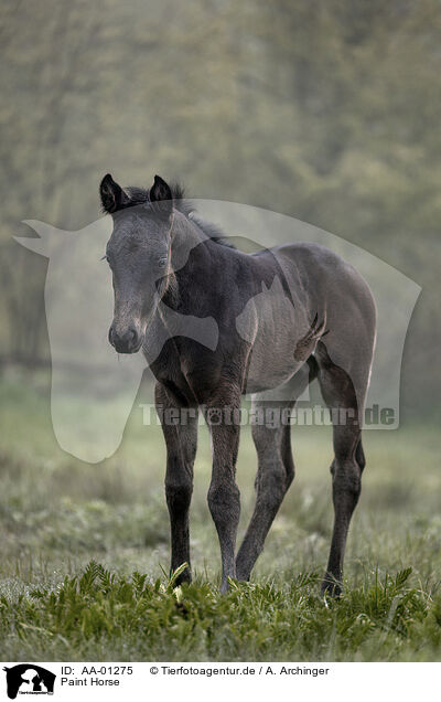 Paint Horse / Paint Horse / AA-01275