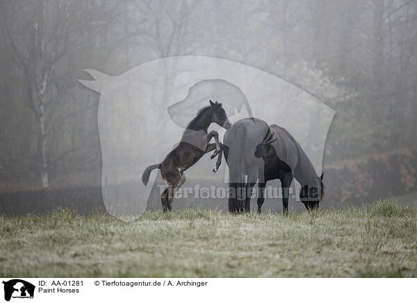 Paint Horses / Paint Horses / AA-01281