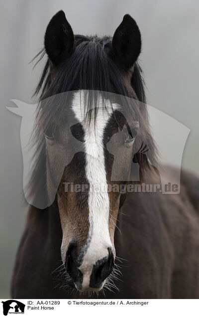 Paint Horse / Paint Horse / AA-01289