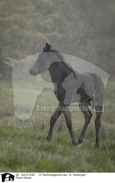 Paint Horse / AA-01290