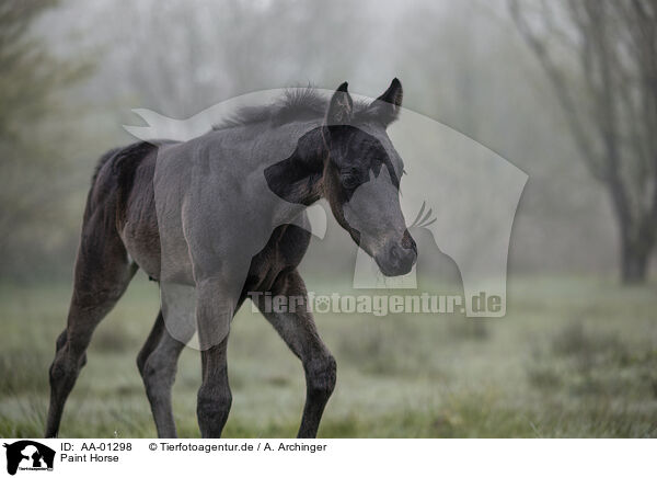 Paint Horse / Paint Horse / AA-01298