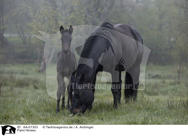 Paint Horses / Paint Horses / AA-01303