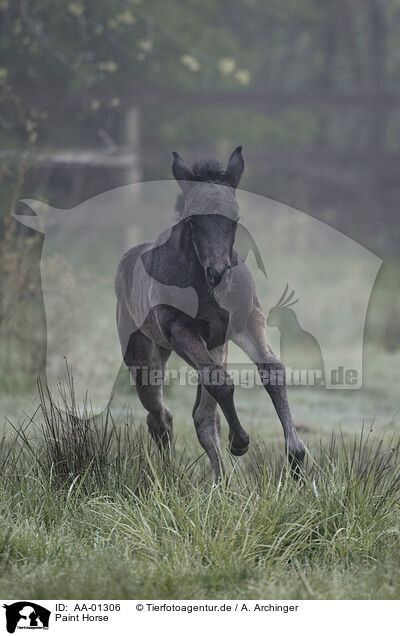 Paint Horse / Paint Horse / AA-01306