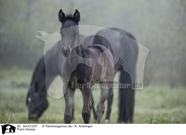 Paint Horses / Paint Horses / AA-01307