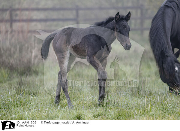 Paint Horses / Paint Horses / AA-01309