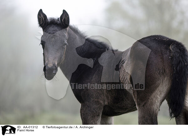 Paint Horse / Paint Horse / AA-01312