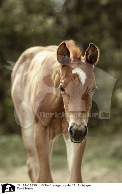 Paint Horse / Paint Horse / AA-01330