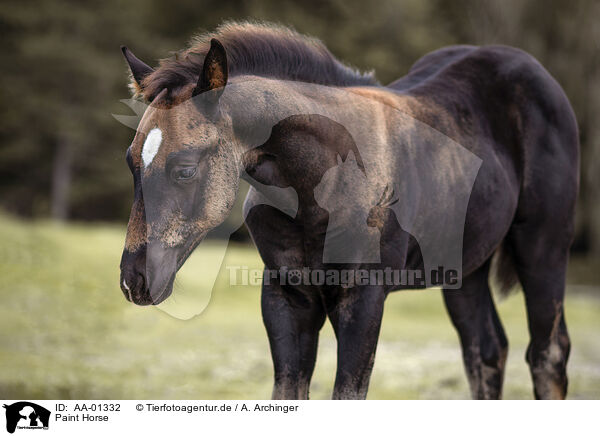 Paint Horse / AA-01332