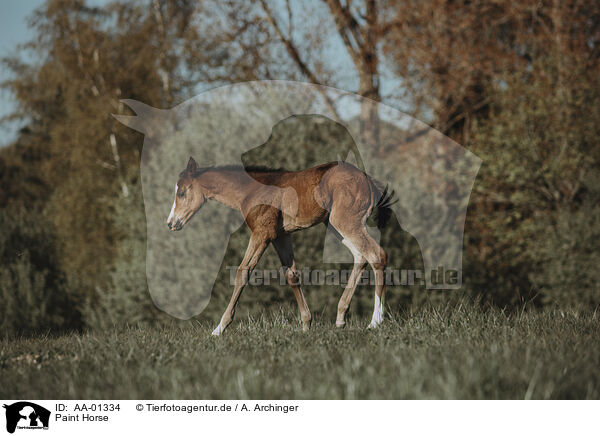 Paint Horse / Paint Horse / AA-01334