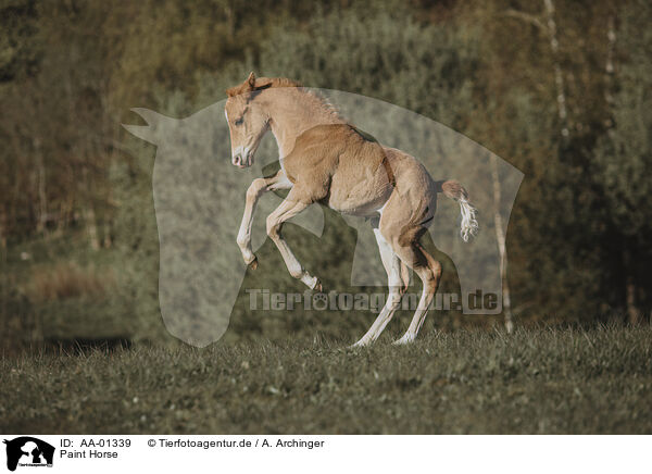 Paint Horse / Paint Horse / AA-01339